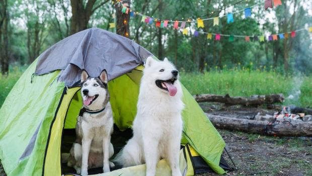 dogs in tent